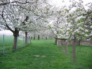 Fehrmann's Streuobstwiese in voller Blüte