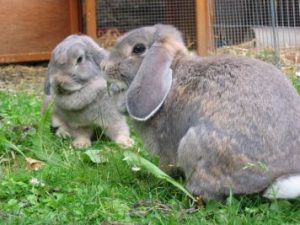 perlfeh-widder-kaninchen