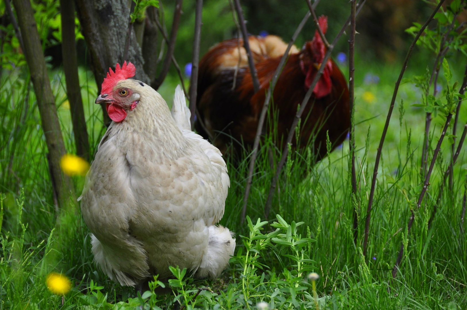 Frühstücks Pension Gästehof Fehrmann frische Eier von glücklichen Hühnern